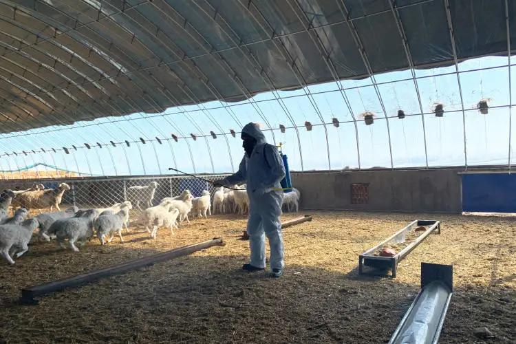 内蒙古的畜牧种类，丰富多元与独特魅力