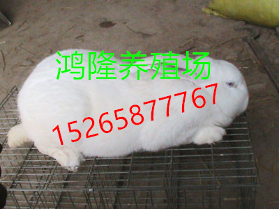 肉兔养殖的种类与价格概述