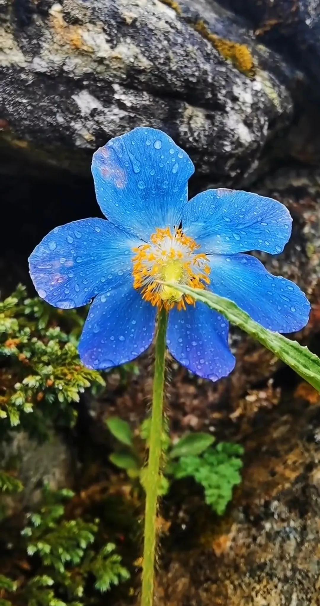 西藏卫视节目表，探索高原文化的多彩魅力