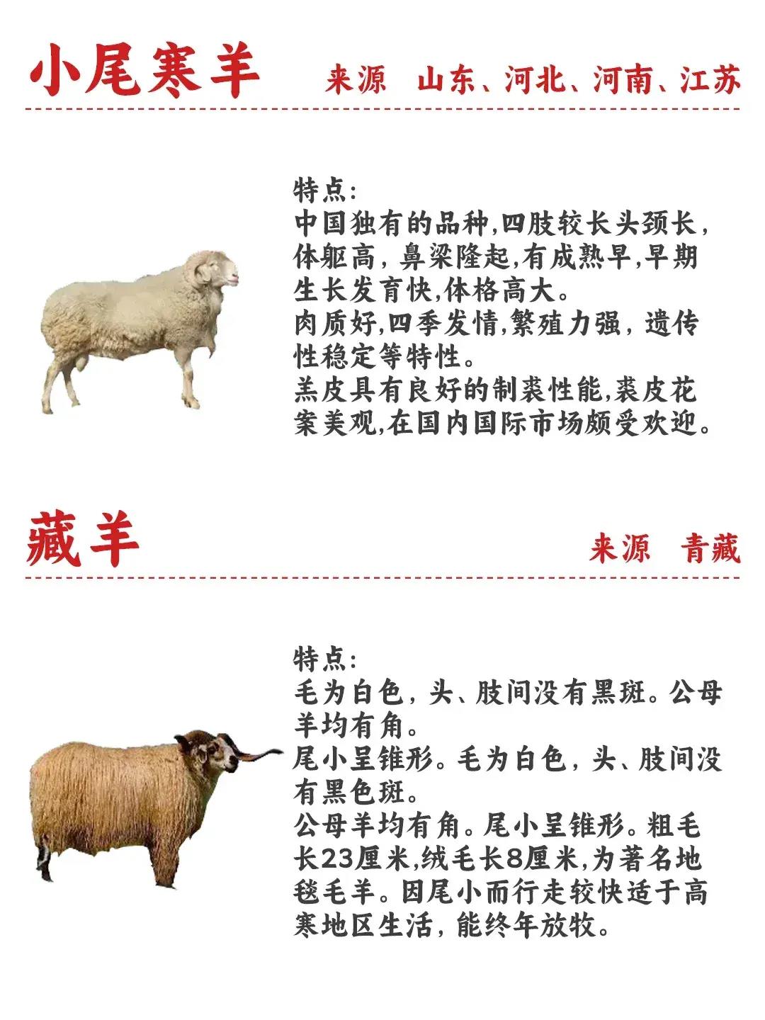 全球羊种类概览，多少羊种类在世界的多样性中绽放光彩