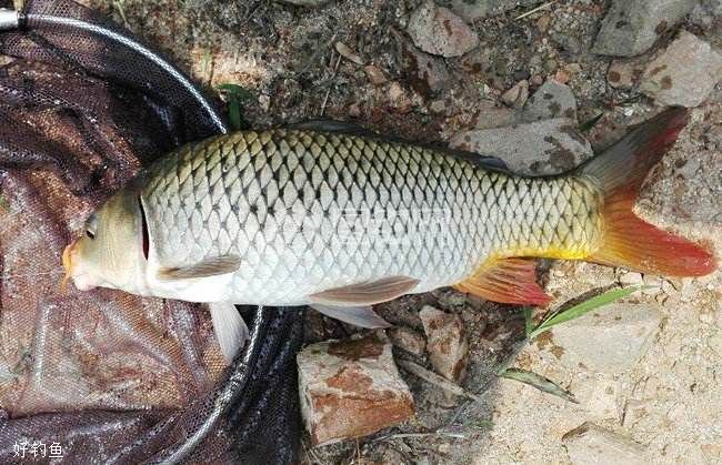 北方淡水鱼种类及其特点