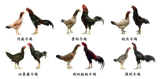 斗鸡种类名称及其特点