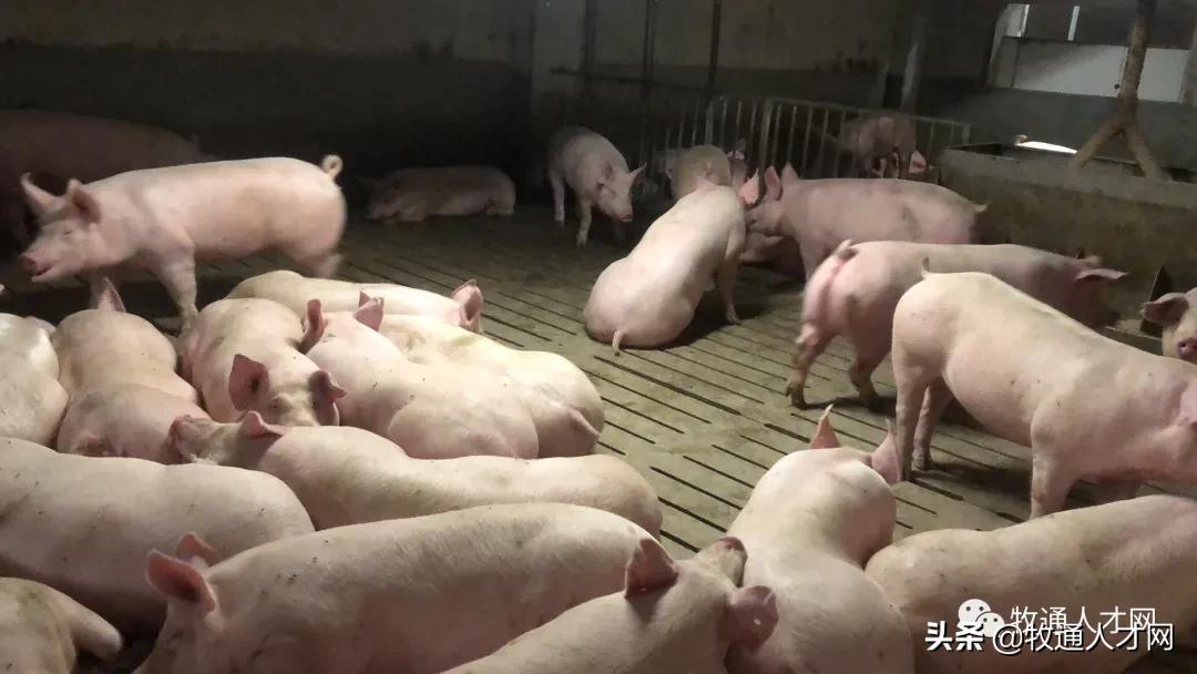 牧原销售猪群种类及其特点