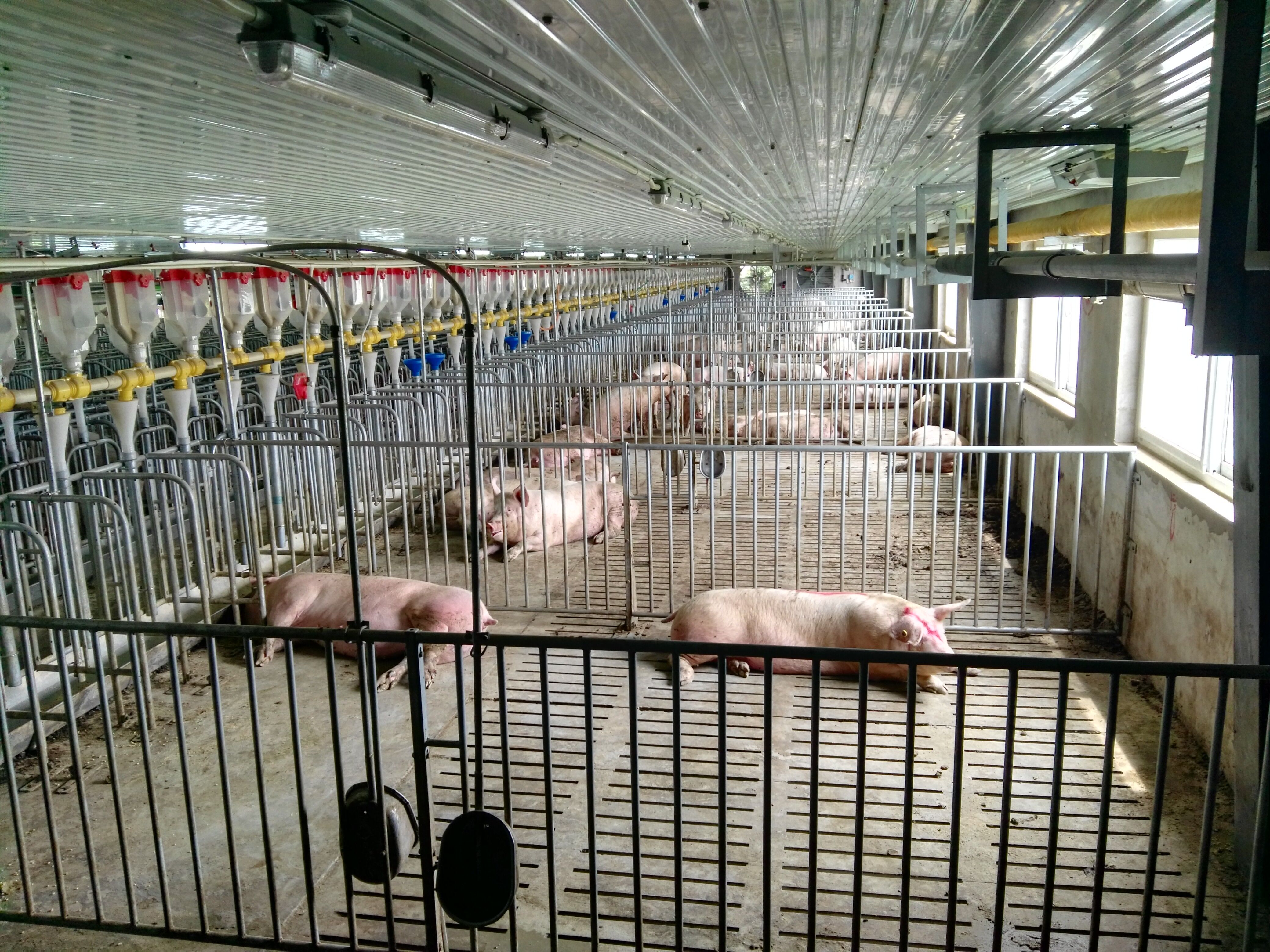 猪场饮水器种类及其应用分析