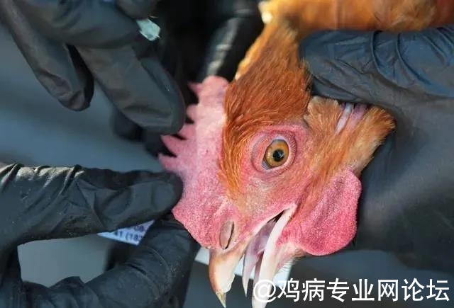 鸡病种类、症状及图片详解
