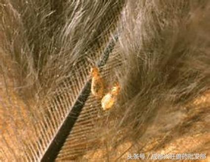 鸡肠道寄生虫种类及其影响