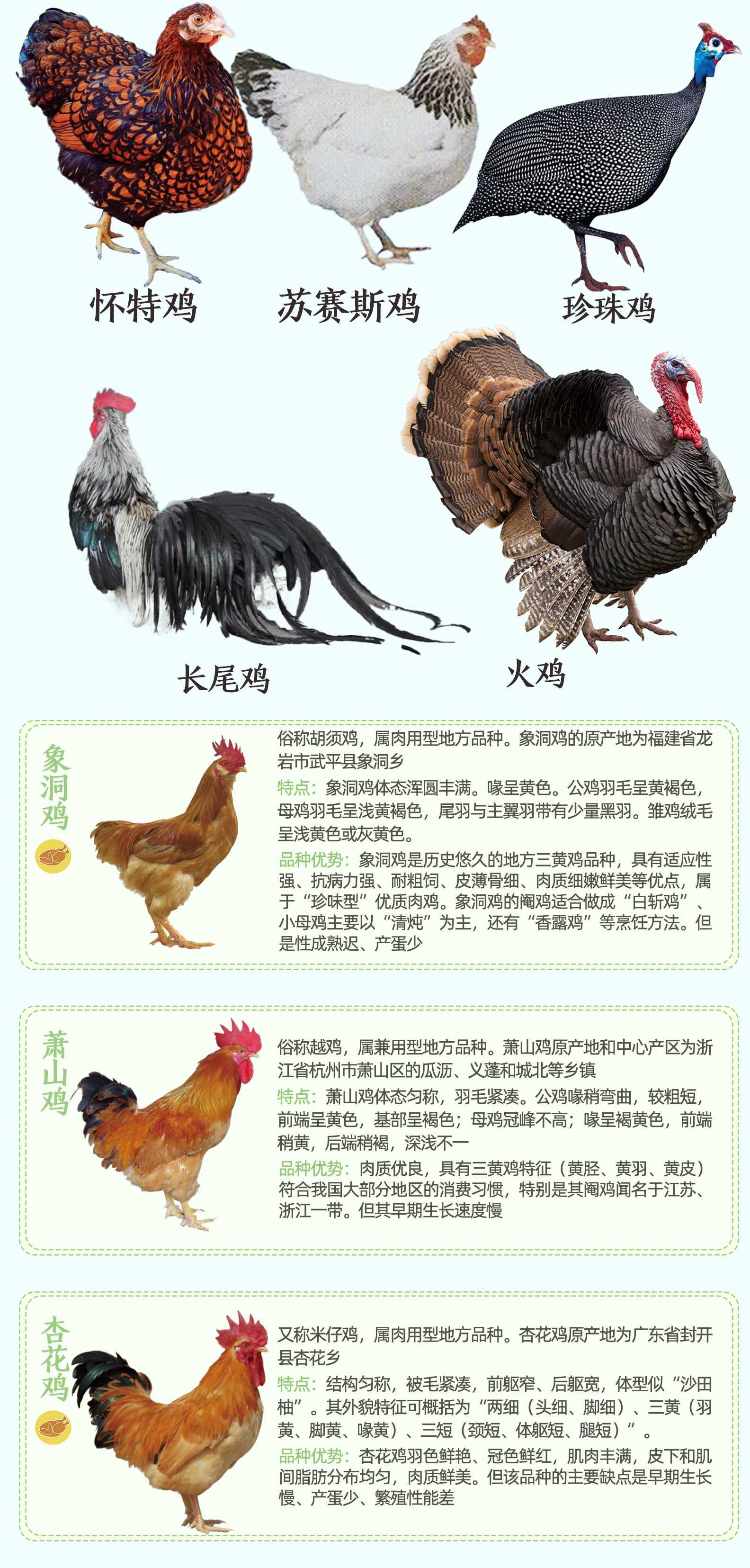 鸡的多样性与特性，种类繁多的家禽世界