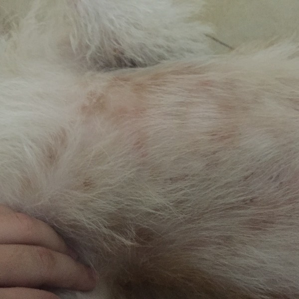 狗的皮肤病种类及其防治策略