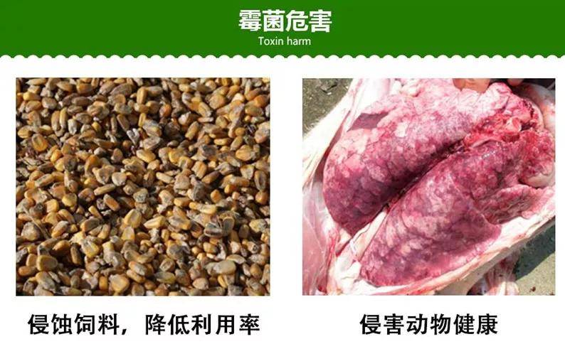 猪霉菌毒素种类及其危害分析
