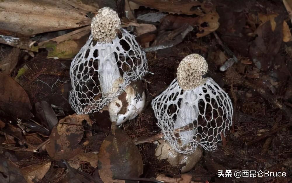 西南型猪的种类及其特点