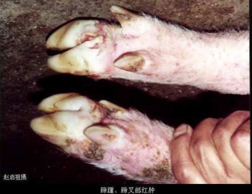 口蹄疫的种类及其特点