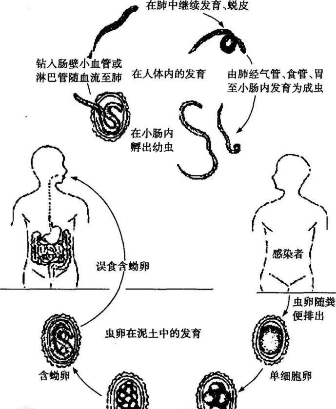 猪寄生虫种类及其影响