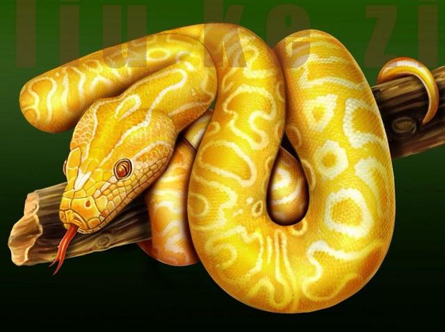 真黄金蟒，神秘而迷人的生物传奇