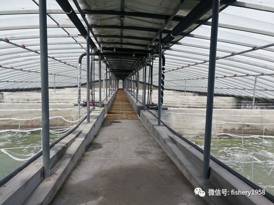 马鞍山大棚养虾，探索现代水产养殖新模式