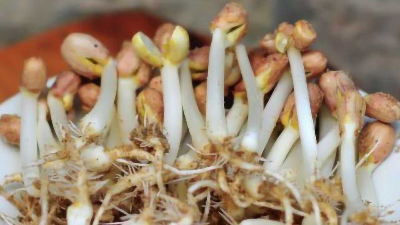 饮料瓶与花生芽的奇妙共生，环保与美食的完美结合