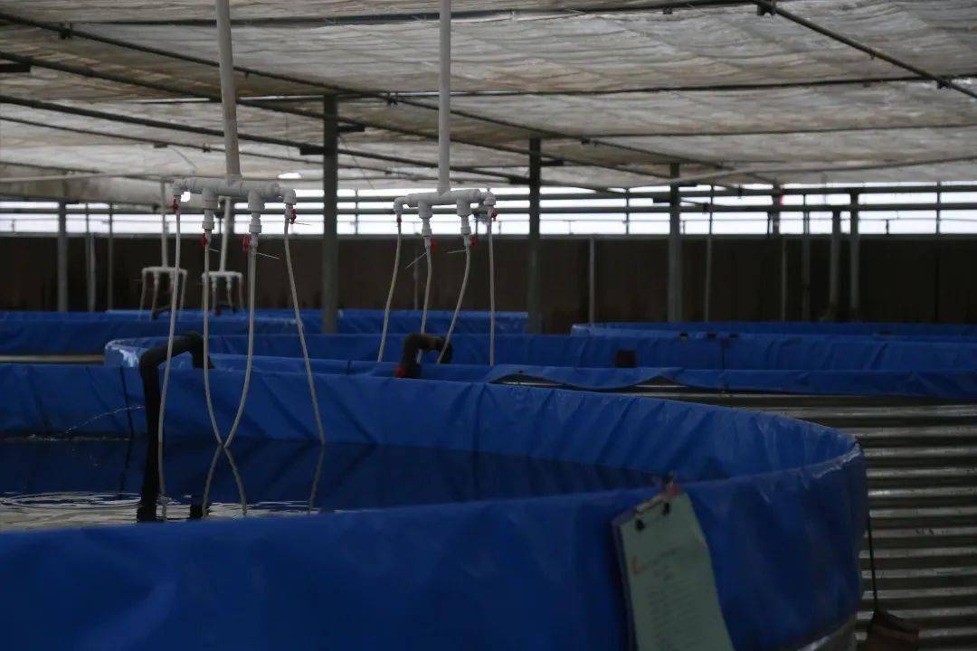 山东养鱼大棚定制，专业打造现代化水产养殖基地