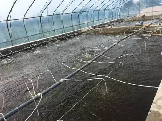 如何搭建标粗虾苗大棚