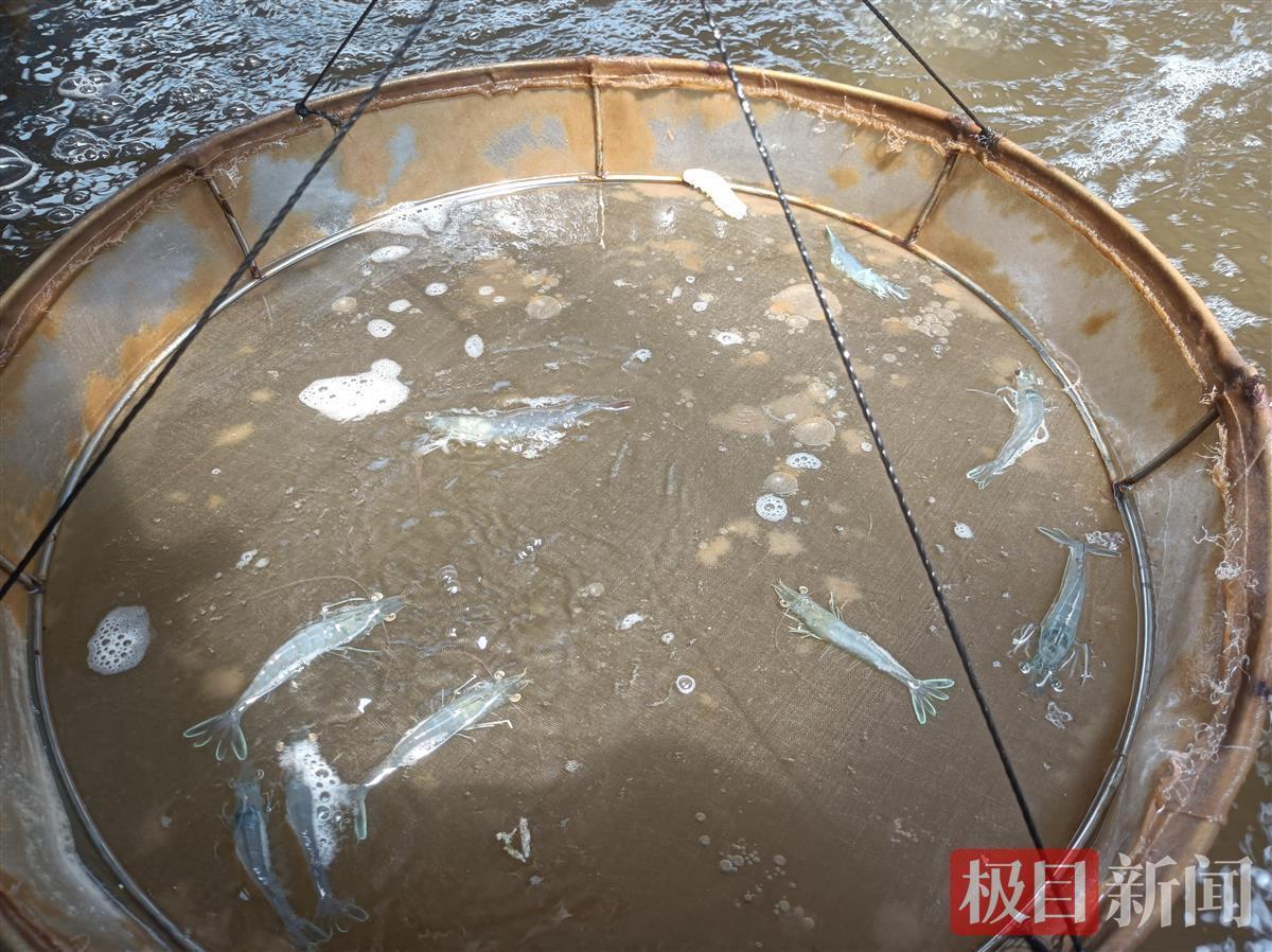 大棚对虾养殖成本与利润分析
