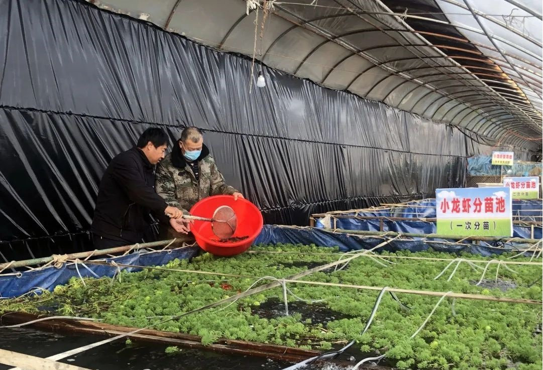 大棚小龙虾养殖场，现代养殖业的绿色革命