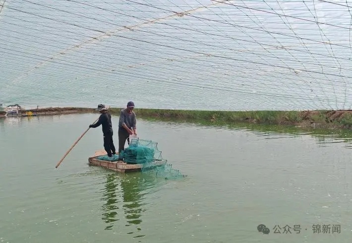 海安大棚养对虾，创新养殖模式引领水产新时代