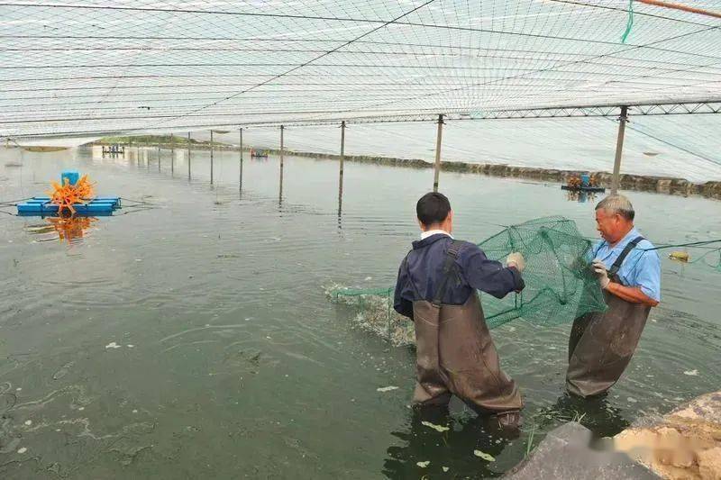 沼虾大棚养殖加温技术探讨