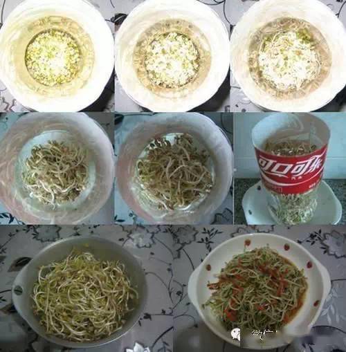 饮料瓶发豆芽
