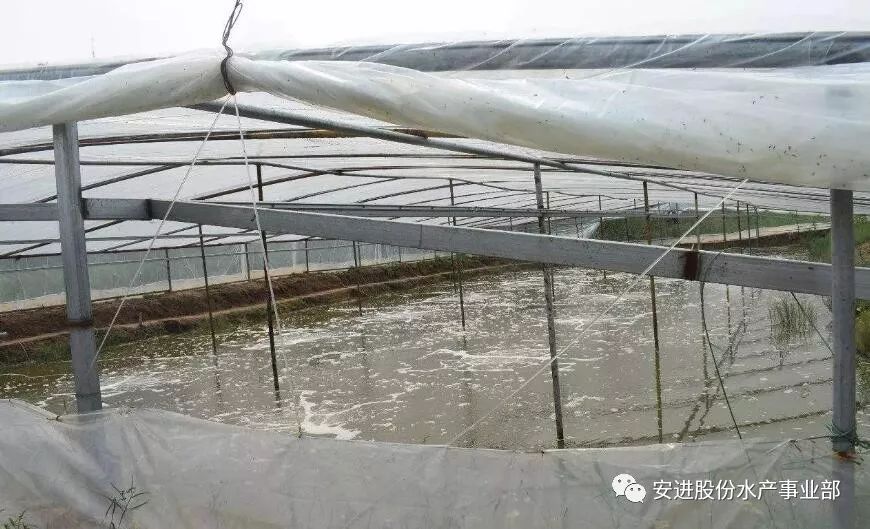 盐城对虾大棚养殖，探索与前景