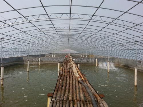 水泥地面大棚水产养殖，一种高效可持续的水产养殖新模式
