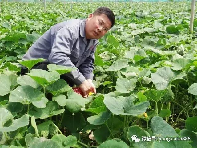 大棚养虾池的建造指南