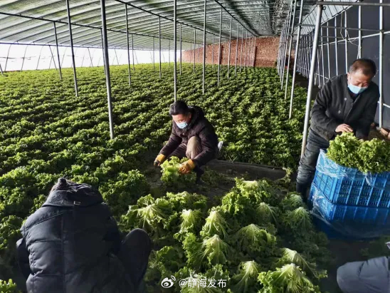 商丘蔬菜大棚批发，繁荣的农业产业链与丰富的市场资源