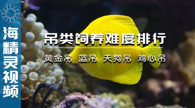 黄金吊与大帆吊，两种热带观赏鱼的魅力对比