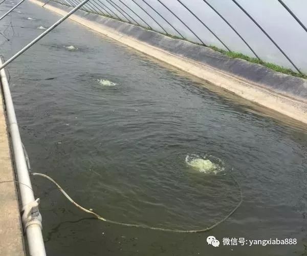 大棚养虾池的供氧系统，图片解析与实际应用