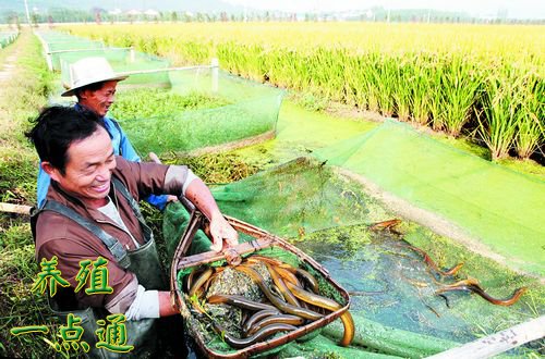 大棚养殖黄鳝，现代水产养殖业的新篇章