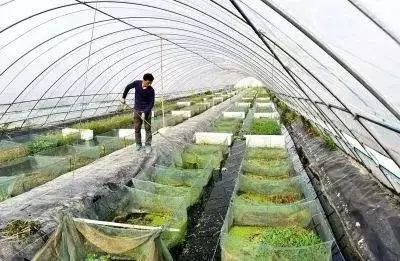 大棚黑鱼养殖技术，图片解析与实际应用
