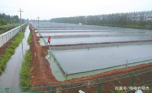 大棚帆布泥鳅池视频，现代养殖技术下的泥鳅产业革新
