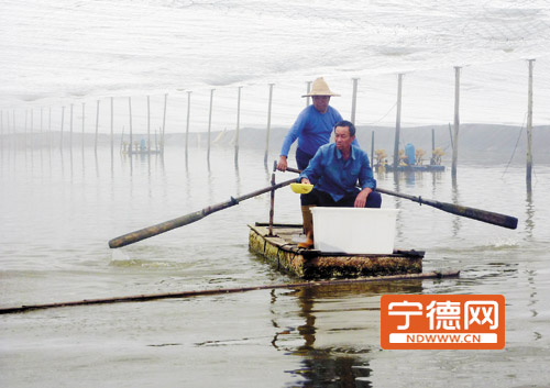 对虾大棚越冬养殖技术，一种高效养殖模式的探索与实践
