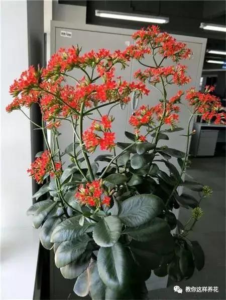绿化用花树品种及其特点