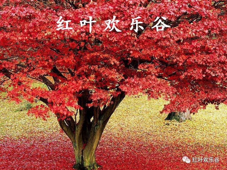 红枫最好的品种，探索最佳红枫品种的奥秘