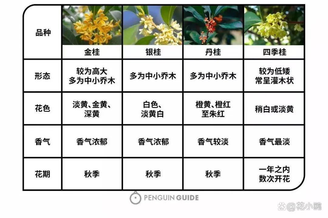 桂花品种与价格，深度解析市场趋势与品种特色