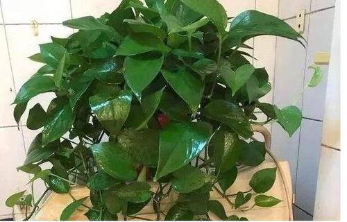 桅子圆叶的品种特征及其独特之处