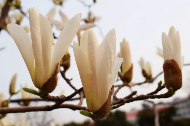 玉兰花的品种资料