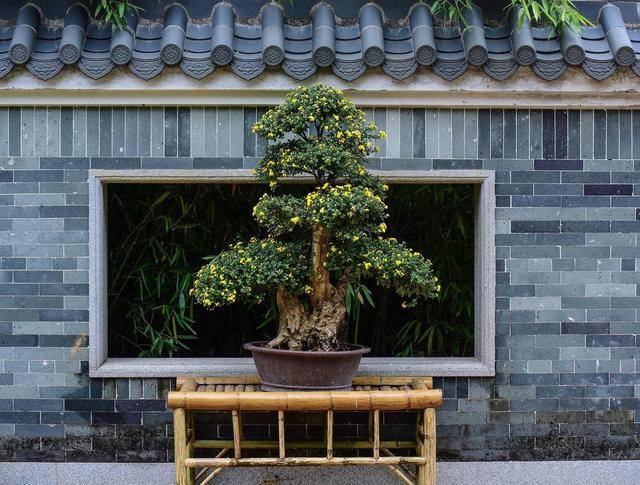 中式庭院中的植物品种及其独特魅力