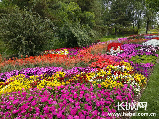 唐山世园会花镜栽植品种，绽放的美丽与生态的和谐