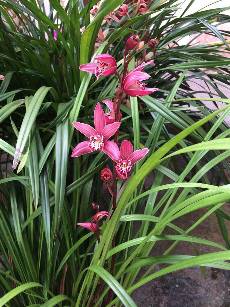 所有兰花品种，探索神奇的兰花世界