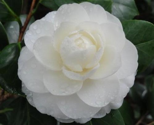 中国最漂亮的花木树品种