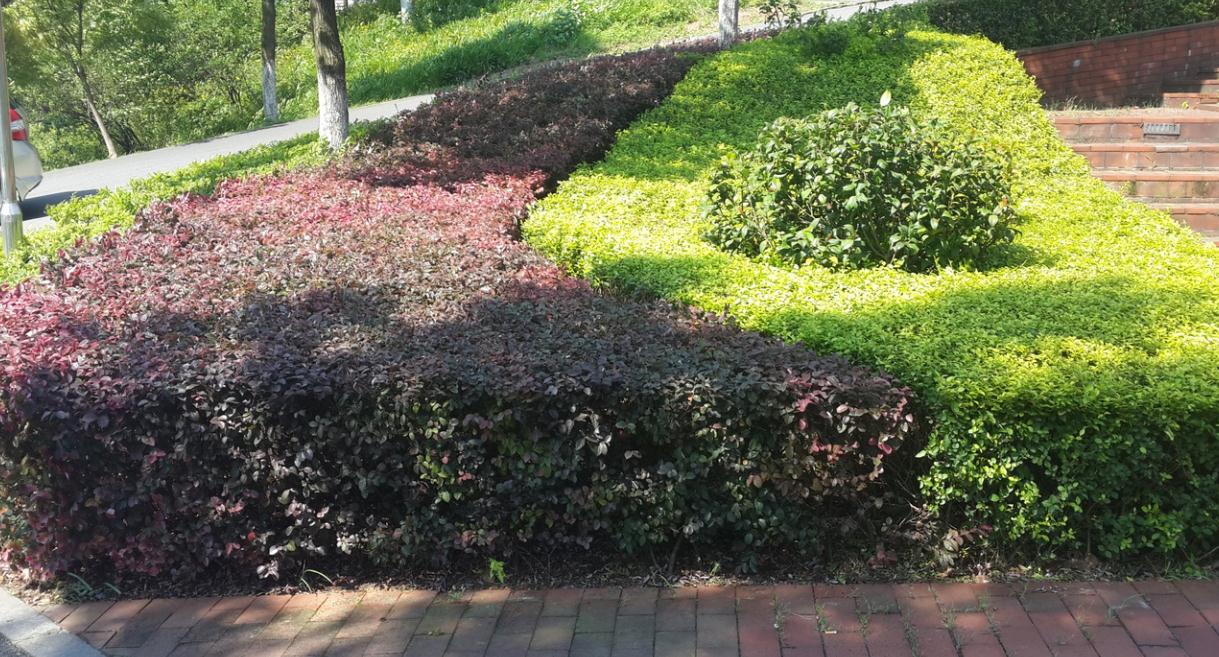 新疆道路绿化植物品种及其特色