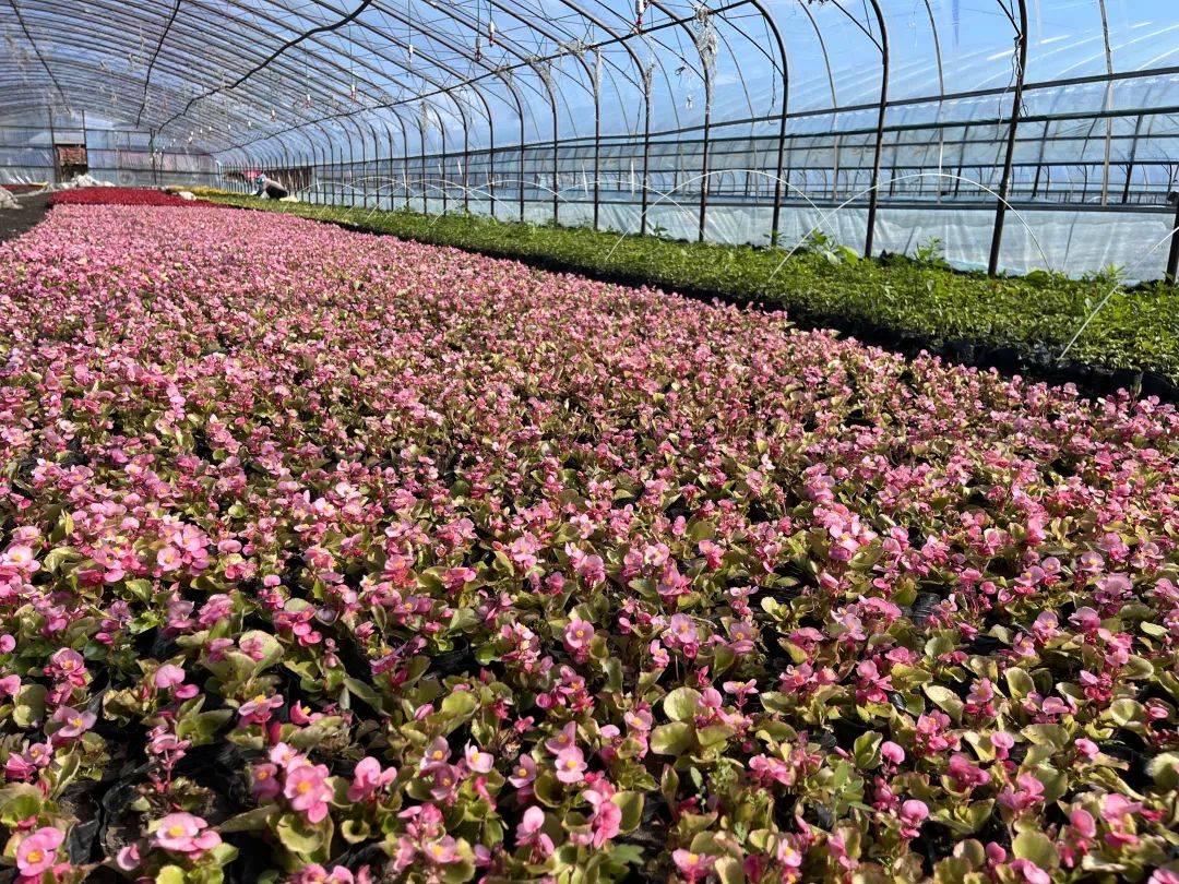 花卉新苗圃种植品种选择策略