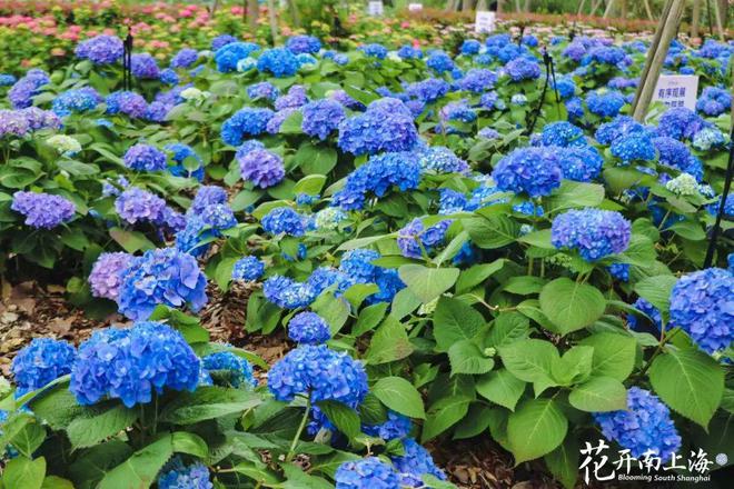 花镜品种，探索与赏析