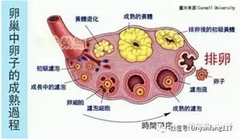 探究取卵前HCG水平不高与卵泡发育状况的关系