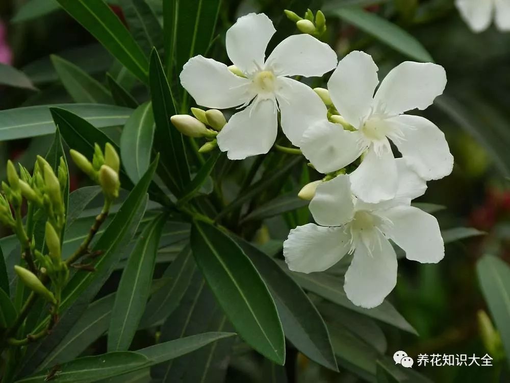 夹竹桃的资料，一本书籍的探究